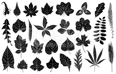 Illustration of different leaves
