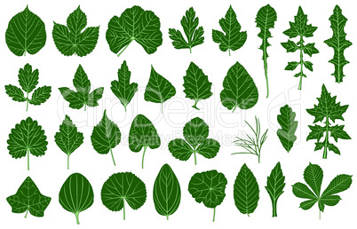 Illustration of different leaves