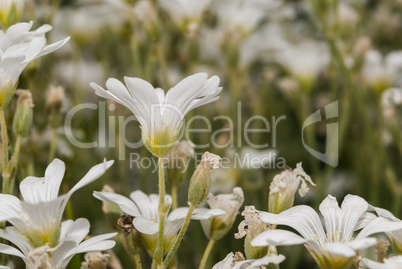 Small white decorative flowers