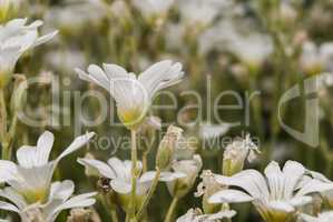 Small white decorative flowers