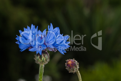 Blue flower in the garden