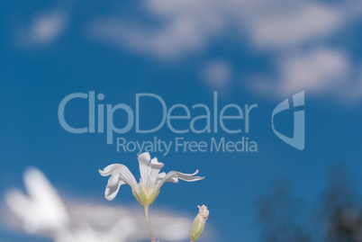 Small white decorative flowers against blue sky