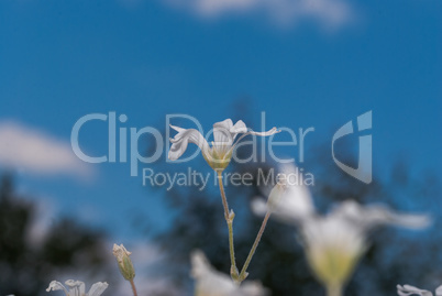 Small white decorative flowers against blue sky