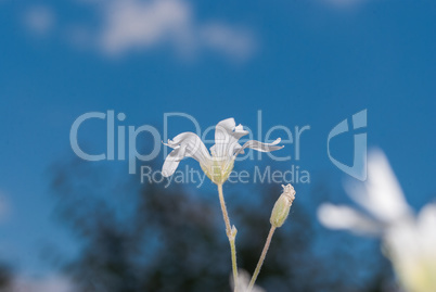 Small white decorative flowers against blue sky