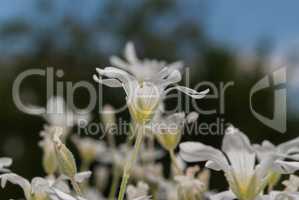Small white decorative flowers