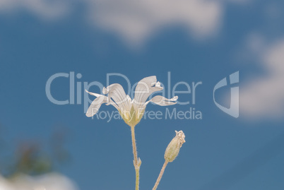 Small white decorative flowers against blue sky