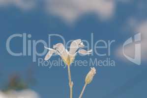 Small white decorative flowers against blue sky