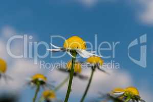 Yellow spring flowers of dandelions close up in bright sunny weather