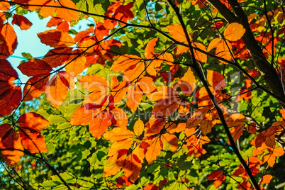 Forest in Autumn