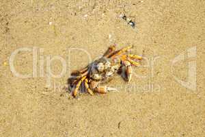 Crab on the island of Sylt