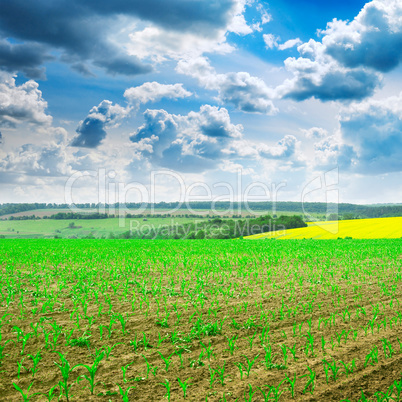 spring corn field and blue sky