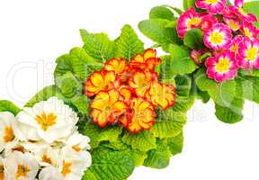 Colorful fresh primrose