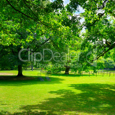 Beautiful meadow in park