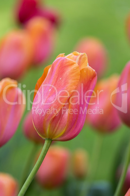 Beautiful purple,yellow tulips in spring