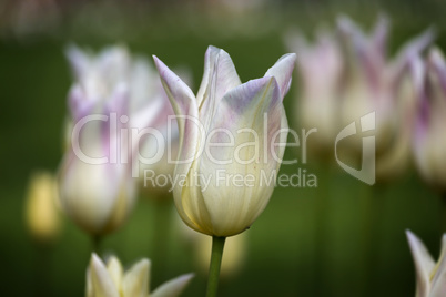 Beautiful white tulips in spring