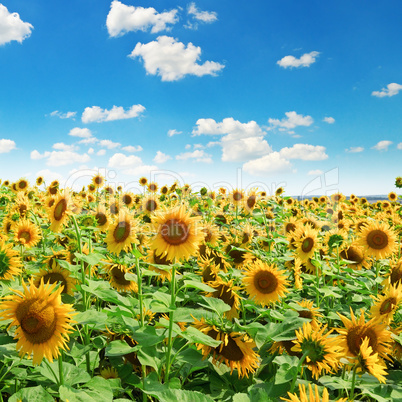 Sunflower field and blue sky