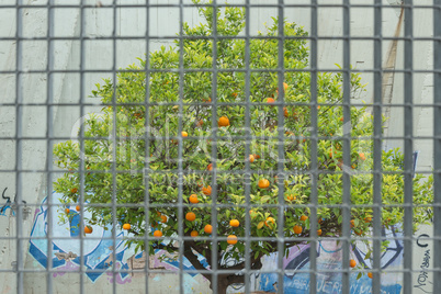 Orangenbaum in einem kleinen Garten