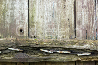 Fragment of a wooden old door