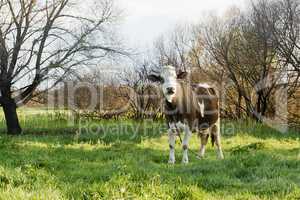 Cow in a pasture