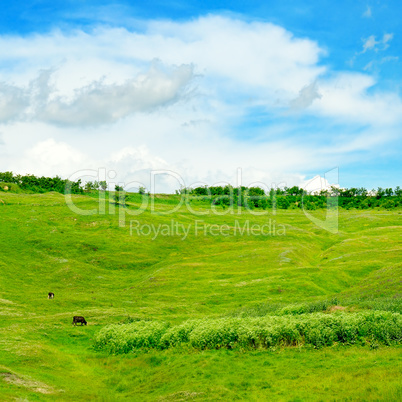 green field and blue sky with light clouds