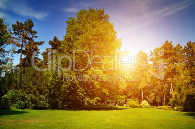 summer park with beautiful green lawns