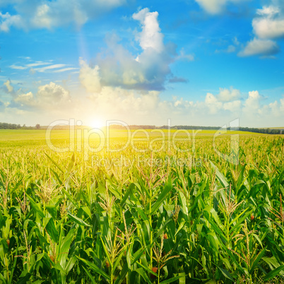 sunrise over the corn field