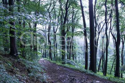 Trails through siebengebirge Woods