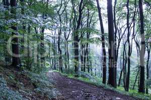 Trails through siebengebirge Woods