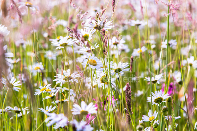 Daisies and wildflowers meadow bright blooming