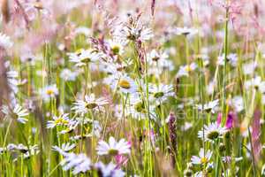 Daisies and wildflowers meadow bright blooming