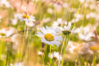 Daisies and wildflowers meadow bright blooming