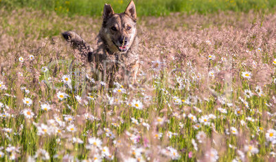 dog running through daisies field