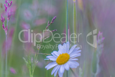 Daisies in the middle of purple wildflower meadow
