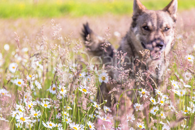 dog running through daisies field