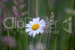 Daisy Flower closeup on Natural grass green Background