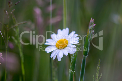 Daisy Flower closeup on Natural grass green Background