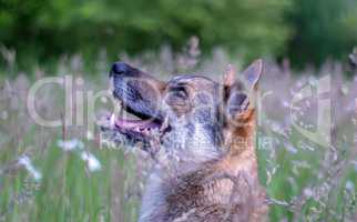 Dog Portrait in wildflowers field