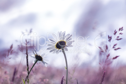 Daisies in the middle of purple wildflower meadow