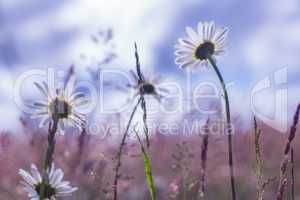 Daisies in the middle of purple wildflower meadow