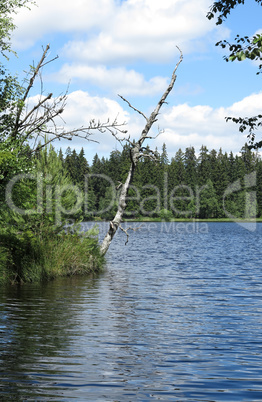Pond in the Natural Preserve  Kladska peats