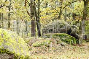 Boulder In Forest