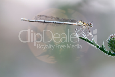 Dragonfly on leaf