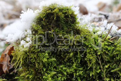 Moss in Winter