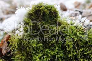 Moss in Winter