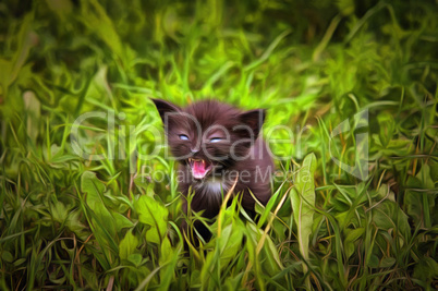 Fretting kitten in the grass