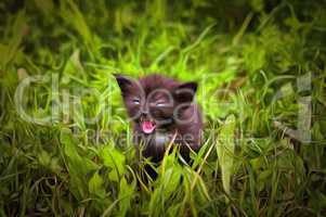 Fretting kitten in the grass