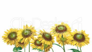 Sonnenblumen - Freisteller