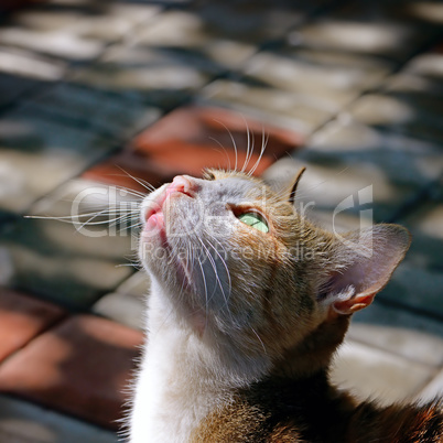 Beautiful cat lit by sunlight