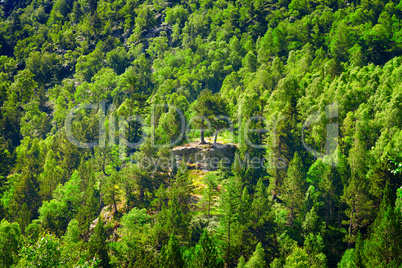 Deciduous and coniferous forest on the hillside