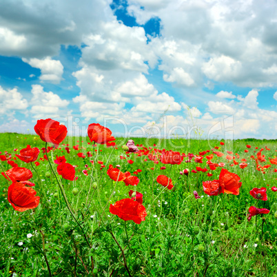 red poppies